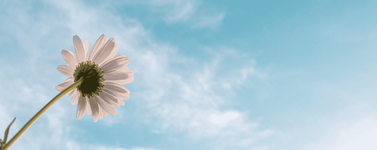 A daisy seen from below against a pale blue sky