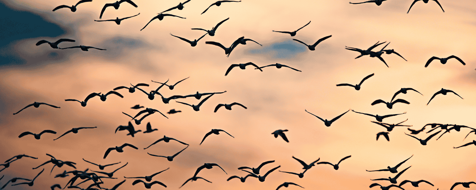 A large flock of birds flying low against a sunset sky