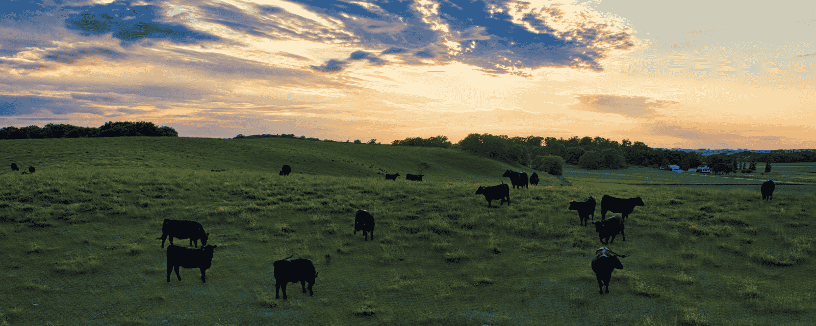 Cows grazing on a hillside at sunset